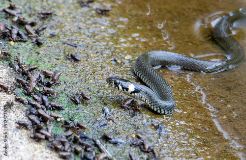 a Natrix natrix snake on the shore of a lake