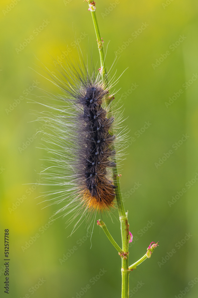 Brown bear - Arctia caja, caterpillar