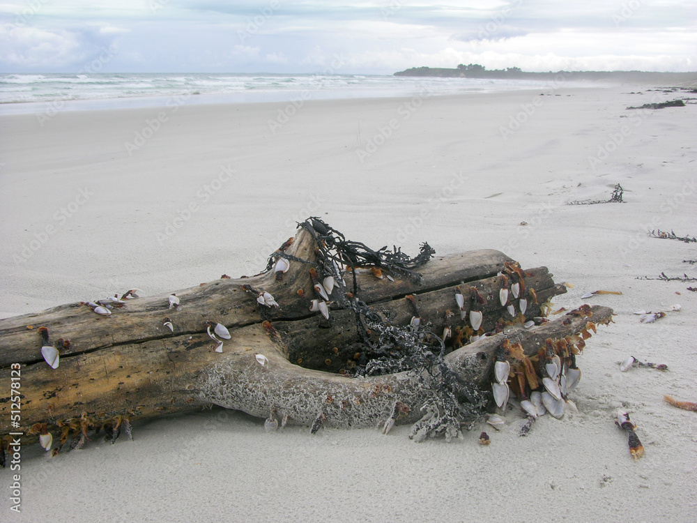 Closeup of tree log overgrown with barnacles at beach on North Island of New Zealand Closeup of tree log overgrown with barnacles at beach on North Island of New Zealand