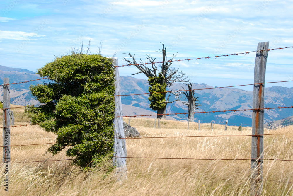 Rusty barbwire fence with bush closeup in landscape Akaroa New Zealand