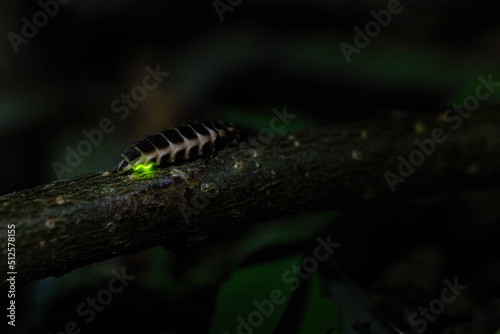 Common glow-worm (Lampyris noctiluca) glowing green in the night photo