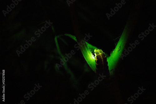 Common glow-worm (Lampyris noctiluca) glowing green in the night © lukszczepanski