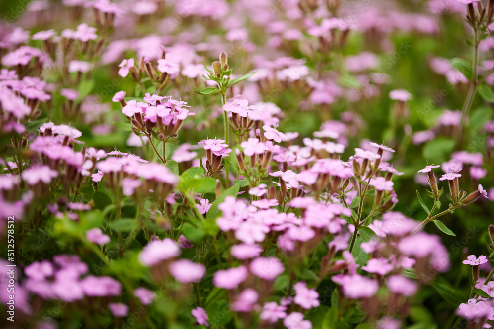 pink Saponaria ocymoides in sunny spring day pink Saponaria ocymoides in sunny spring day