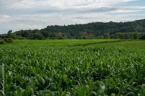 Corn garden plants in Corn field farm