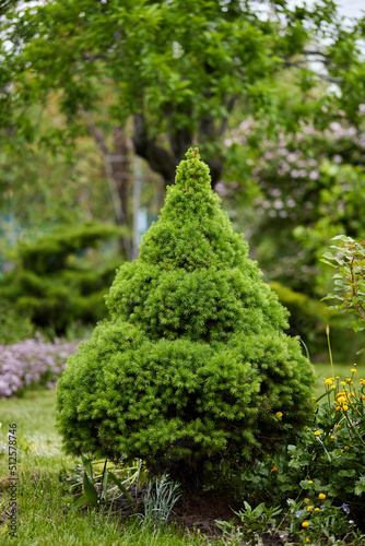 Picea glauca growing in garden in sunny day