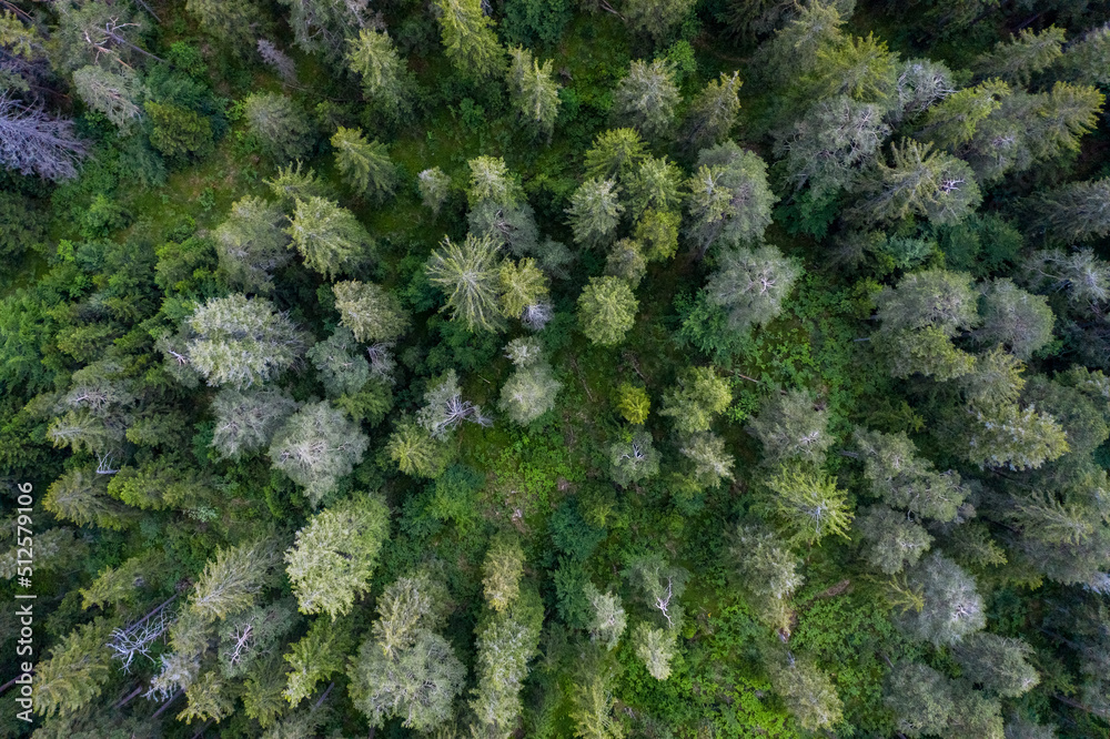 Aerial view of forest in Graubrunden canton late afternoon, flims, Switzerland