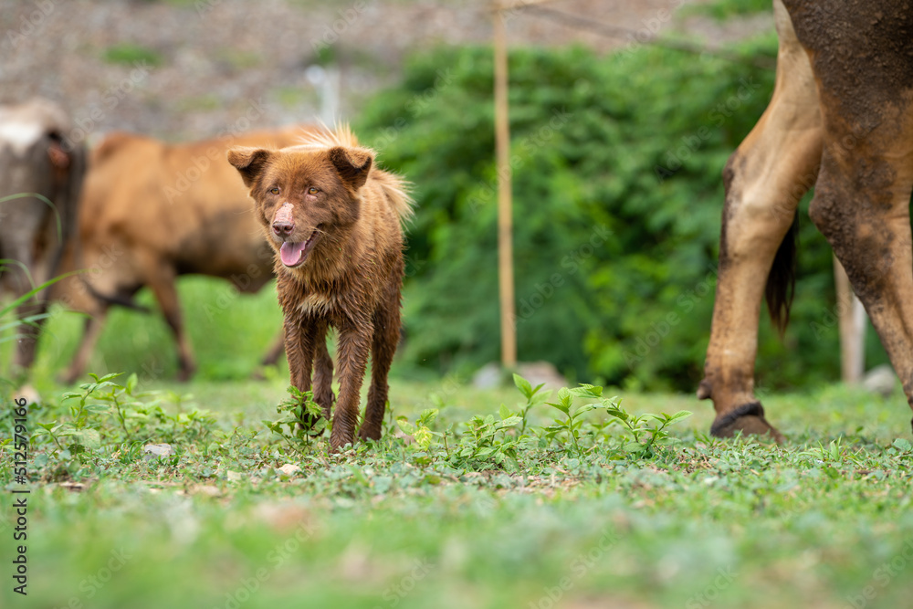 little dogs in ranch farming ,The dog are herding cattle on a ranch little dogs in ranch farming ,The dog are herding cattle on a ranch