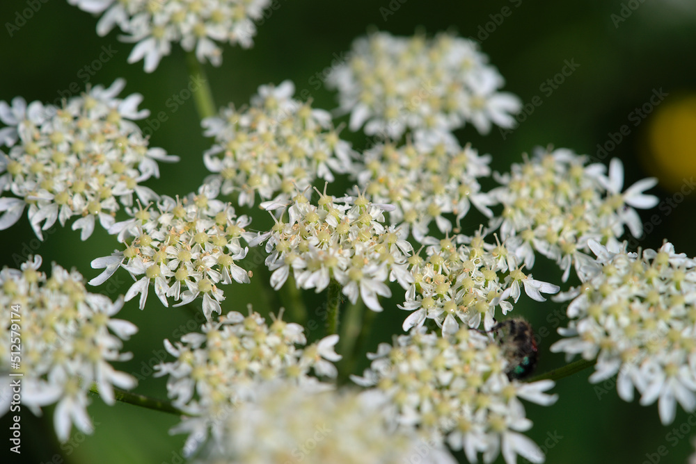 Wild Angelica or Forest Angelica also called Herbe aux anges or Sylvestre Angelica Wild Angelica or Forest Angelica also called Herbe aux anges or Sylvestre Angelica
