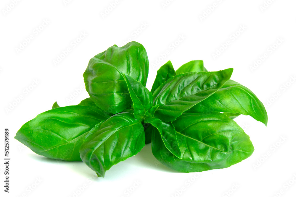 Fresh organic basil leaves isolated on white background. Fresh organic basil leaves isolated on white background.