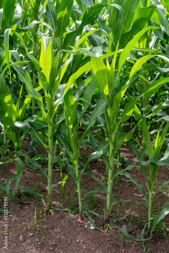 Corn garden plants in Corn field farm © Yellow Boat
