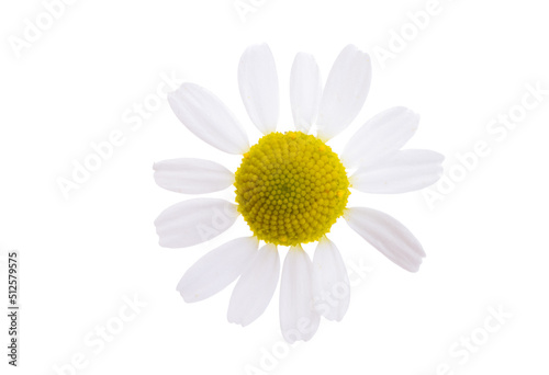medicinal chamomile isolated