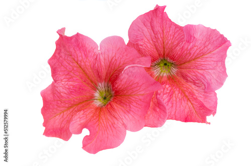 red petunia flower isolated