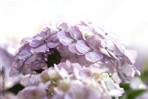紫陽花と雨