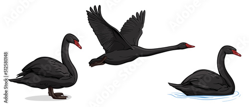 Fotografie, Obraz Vector set of black swans