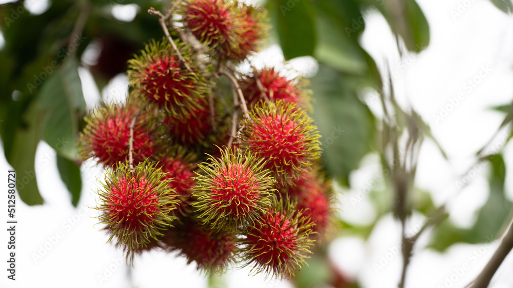The red Beautiful Fresh rambutan fruit is on the rambutan tree. Appetizing Asia fruit, Peel half of the rambutan fruit The red Beautiful Fresh rambutan fruit is on the rambutan tree. Appetizing Asia fruit, Peel half of the rambutan fruit