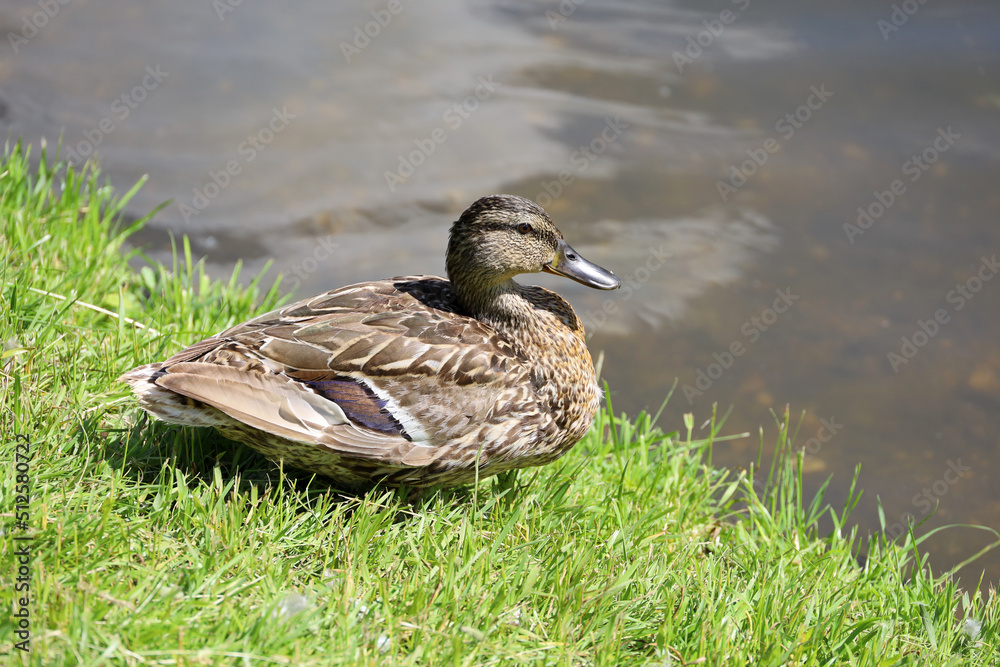 Fototapeta premium Mallard duck sitting in a green grass near the water. Portrait of female wild duck at lake coast