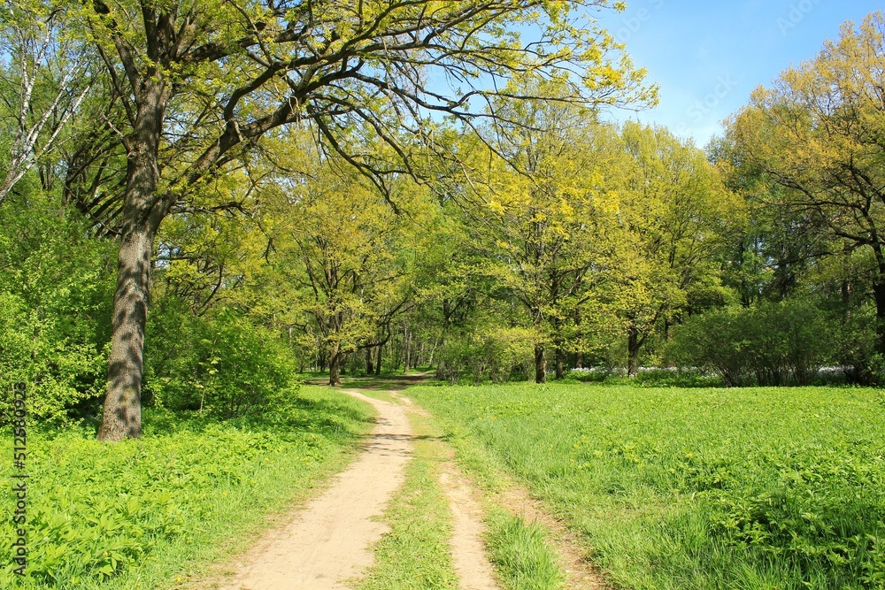 Summer forest landscape. Dense green vegetation and trees along the trail path on eco route in the reserve. Nature tourism and travel. Healthy hiking lifestyle. Walking in a city park. Ecology concept Summer forest landscape. Dense green vegetation and trees along the trail path on eco route in the reserve. Nature tourism and travel. Healthy hiking lifestyle. Walking in a city park. Ecology concept