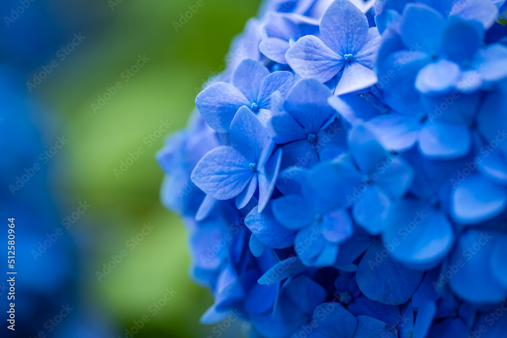 シンボルプロムナード公園　紫陽花

