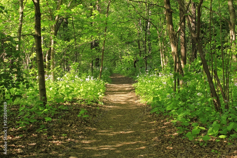 Obraz premium Summer forest landscape. Dense green vegetation and trees along the trail path on eco route in the reserve. Nature tourism and travel. Healthy hiking lifestyle. Walking in a city park. Ecology concept
