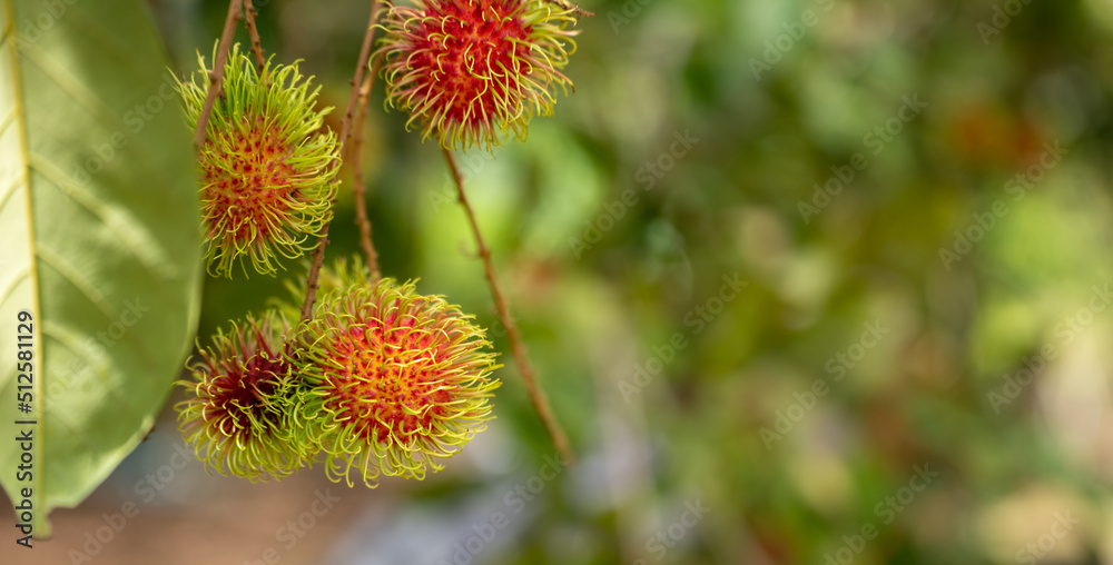 The red Beautiful Fresh rambutan fruit is on the rambutan tree. Appetizing Asia fruit, Peel half of the rambutan fruit The red Beautiful Fresh rambutan fruit is on the rambutan tree. Appetizing Asia fruit, Peel half of the rambutan fruit