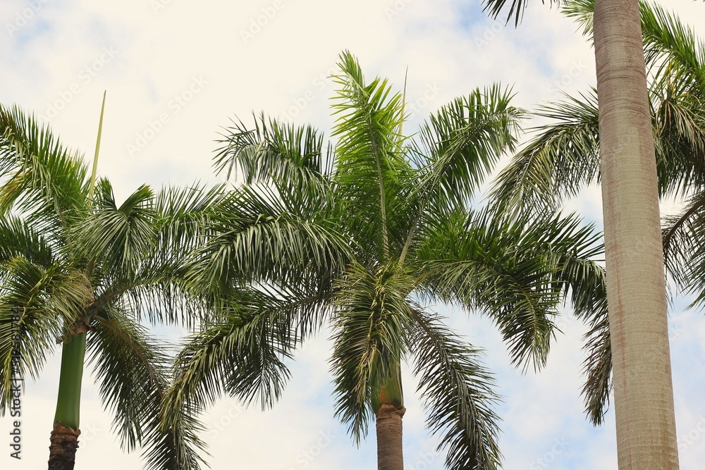 Obraz premium palm tree in the sky