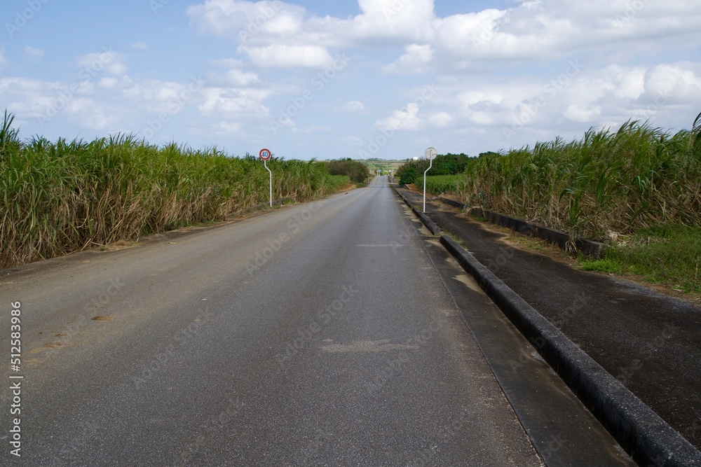 A long straight road between sugar cane fields