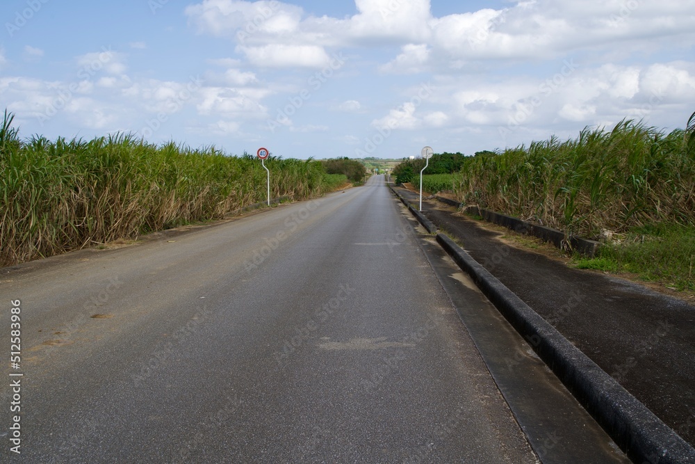 A long straight road between sugar cane fields A long straight road between sugar cane fields