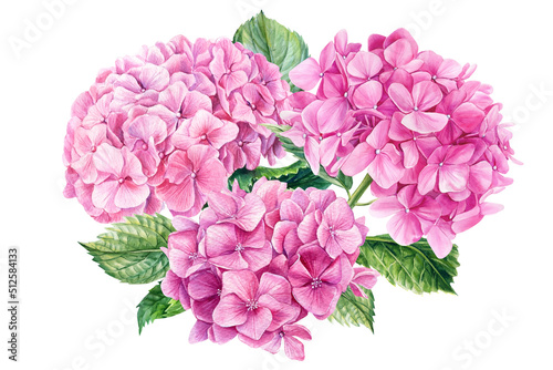 Fototapeta Naklejka Na Ścianę i Meble -  Pink hydrangea flowers, watercolor botanical painting. Floral design