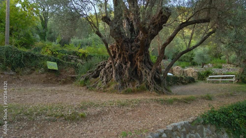 Aerial video of the Old Olive Stara Maslina a famous tourist attraction. Its said that it is 2000 years old. Travel to Montenegro concept Aerial video of the Old Olive Stara Maslina a famous tourist attraction. Its said that it is 2000 years old. Travel to Montenegro concept