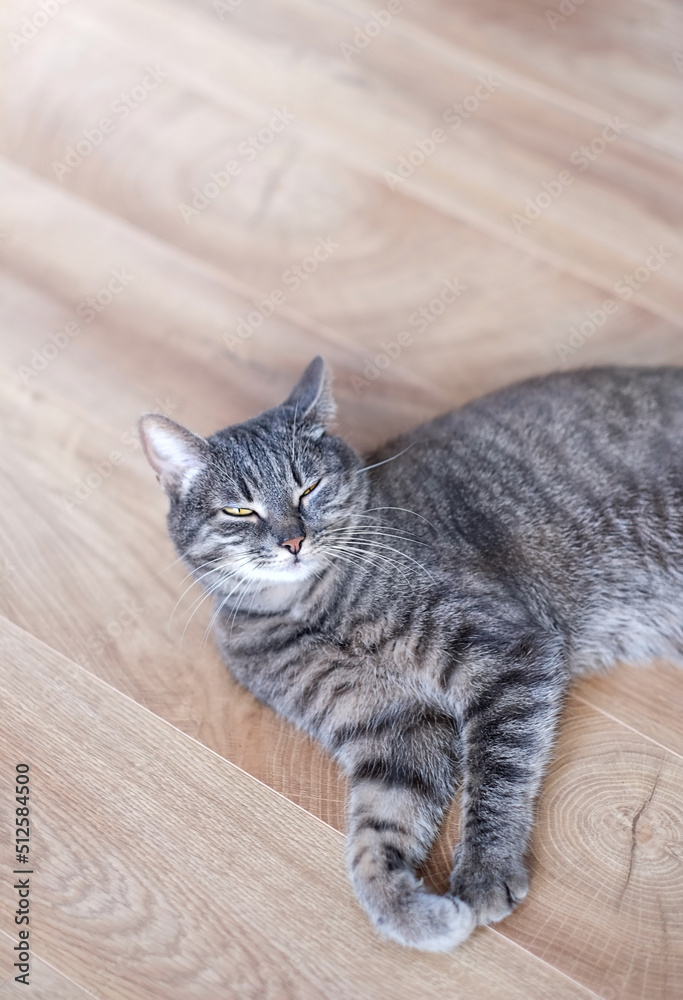 grey cat lying on abstract floor background. Cute striped cat relax in home. concept of happy pet life, care of domestic animal.
