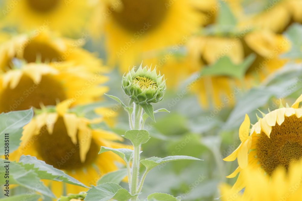 Naklejka premium 地植えのヒマワリ
