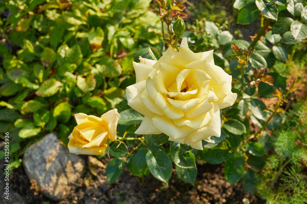 Fototapeta premium żółta róża