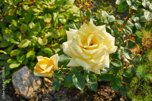 żółta róża photo