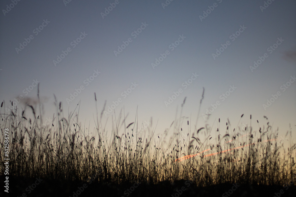 grass and sky