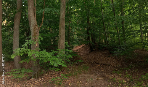 Skewed path in the woods