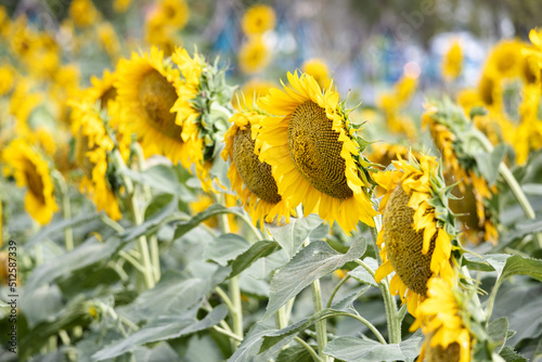 Sunflower