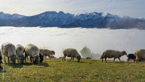 Fototapeta Naklejka Na Ścianę i Meble -  Tatry we mgle. Zakopane, Giewont