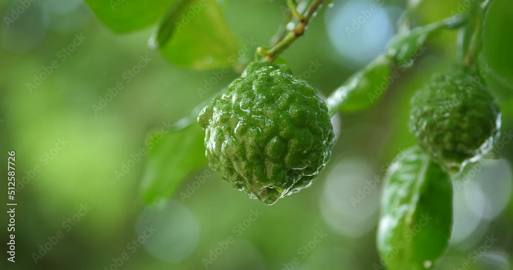 bergamot with water droplets in the rainy season, Fresh bergamot fruits on the tree. bergamot with water droplets in the rainy season, Fresh bergamot fruits on the tree.