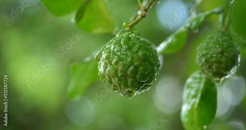 bergamot with water droplets in the rainy season, Fresh bergamot fruits on the tree. photo