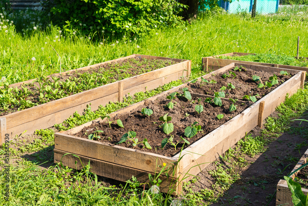 Beds with cultivated vegetables in a rustic vegetable garden. Beds with cultivated vegetables in a rustic vegetable garden.