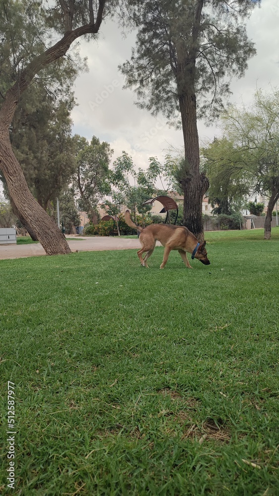 dog in the park