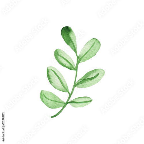 Watercolor hand drawn green leaves. Botanical textured leaves isolated on white background. Good for wrapping paper, pattern elements, summer design etc. © Makarova Art