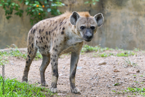 spotted hyena at zoo