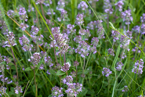 Thyme flowers on field in summertime. Flowering thyme on blurred grass background. 