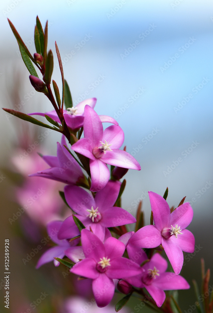 Obraz premium Vibrant pink star shaped flowers of the Australian native waxflower Crowea exalata, family Rutaceae. Evergreen shrub endemic to Victoria, flowers summer, autumn and winter