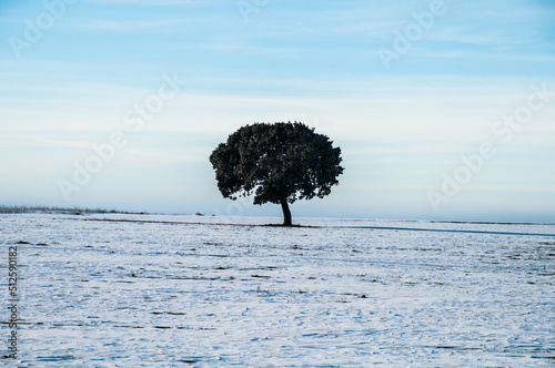 Viñedos y meseta castellano leonesa nevada