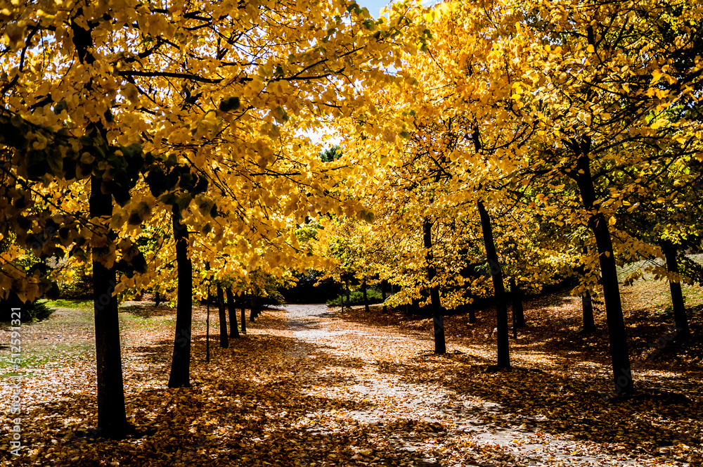 Hojas en pleno otoño