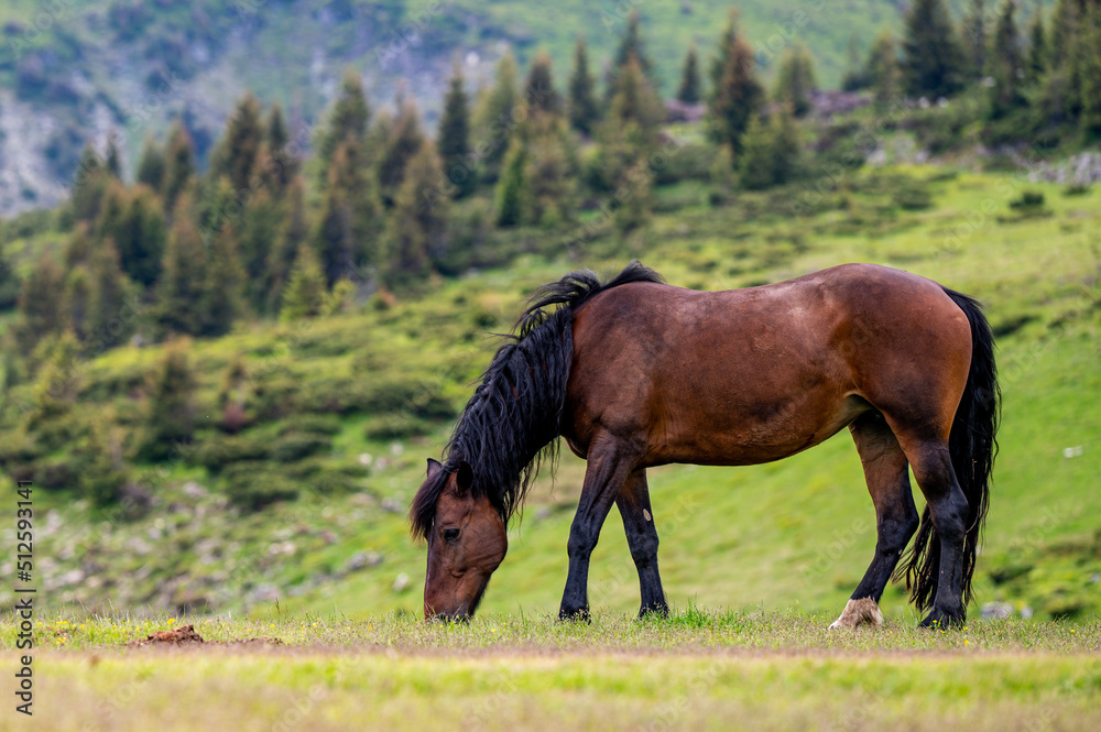 Obraz premium Beautiful horse in a mountain meadow. Rodna Mountains, Carpathians, Romania.
