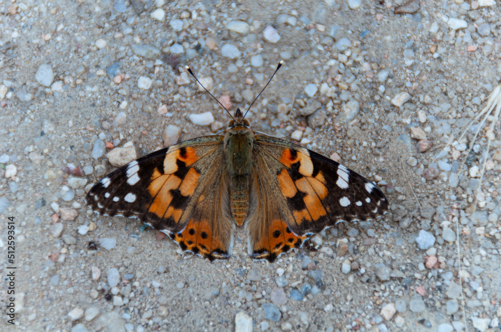 MARIPOSA fotogénica
