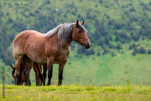 Beautiful horse in a mountain meadow. Rodna Mountains  Carpathians  Romania.
